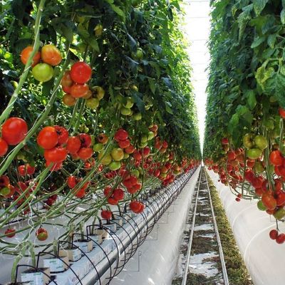 1209.00cm * 235.00cm * 239.00cm Estufa de película personalizável para cultivo de vegetais