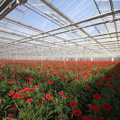 Origem Estufa de vidro de vegetais e flores com método de cultivo hidropónico