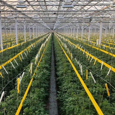Origem Estufa de vidro de vegetais e flores com método de cultivo hidropónico