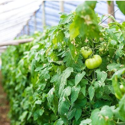 1209cm * 235cm * 239cm Tamanho do pacote Estufas de tomate e pepino