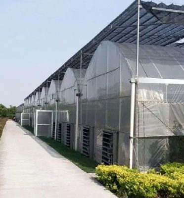 Pagamento inicial Grande pimenta e flor hidropônica com estufa de filme Pagamento total