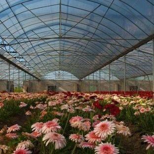 Opção de personalização Juxiang sistema hidropônico de cultivo de vegetais filmagem estufa