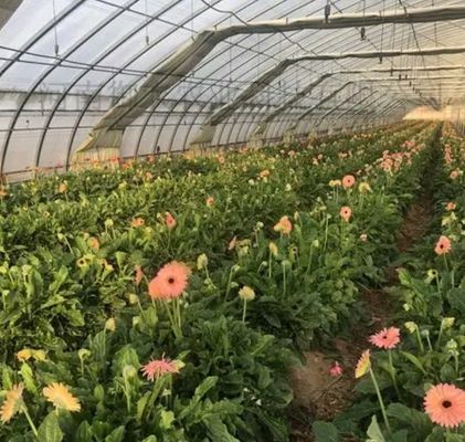 Opção de personalização Juxiang sistema hidropônico de cultivo de vegetais filmagem estufa