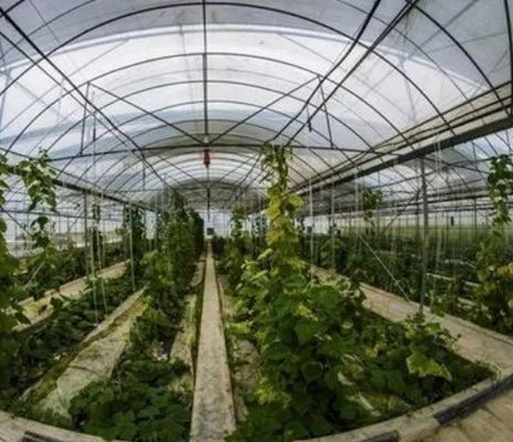 Estufas de tomate hidropónicas de uma única panela para o mercado da aquicultura