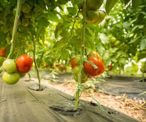 Estufas de tomate hidropónicas de uma única panela para o mercado da aquicultura