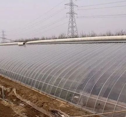 Estufas de tomate hidropónicas de uma única panela para o mercado da aquicultura