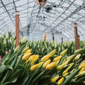 Estufas de um único arco para cultivo de flores