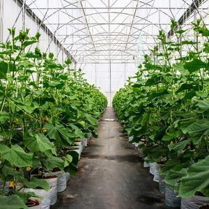 Estufas de um único arco para cultivo de flores