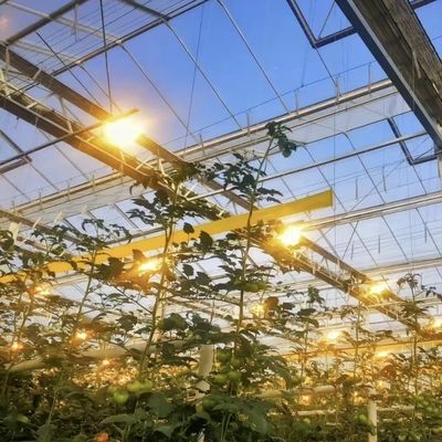 Venlo Estufas de vidro para vegetais Telhado de forma tipo telhado 30 dias Devoluções