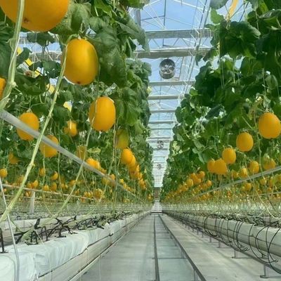 Venlo Estufas de vidro para vegetais Telhado de forma tipo telhado 30 dias Devoluções
