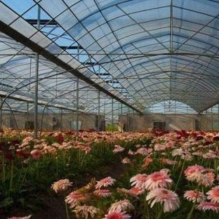 Estufa de filme de duas camadas para cultivo sem solo de tomate, pepino e flor