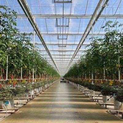 Estufa comercial acessível para vegetais ou flores amostras US 20 por metro quadrado