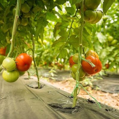 Estufas temporárias de aquecimento com arco de telhado para a produção de tomate e pepino