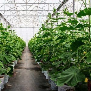 Estufas hidropónicas de pimentão e flores de duplo arco com forma de telhado multi-espansão