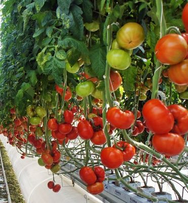 Estufas hidropónicas de pimentão e flores de duplo arco com forma de telhado multi-espansão