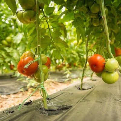 1209.00cm * 235.00cm * 239.00cm Cobre de película Estufas para tomate e pepino