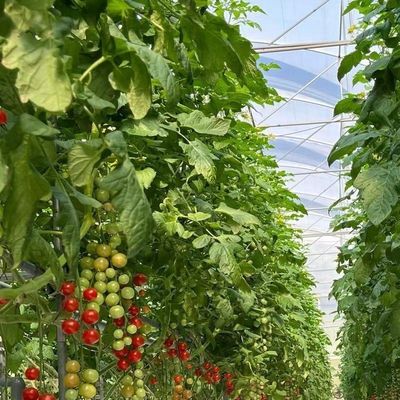 Estufas de vidro multi-espansão com custo de envio e prazo de entrega estimado