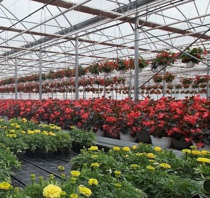Estufas de arco duplo para o cultivo de tomate