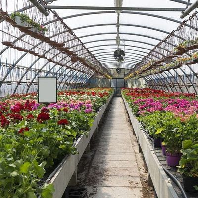 Estufas de arco duplo para o cultivo de tomate