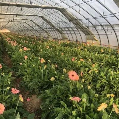 Estufas de arco duplo para o cultivo de tomate