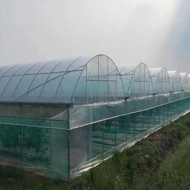 Estufas de arco duplo para o cultivo de tomate