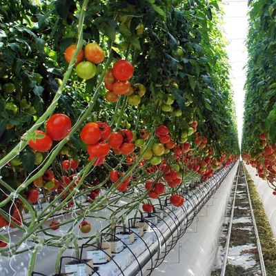 Sistema hidropónico de aquecimento temporário com filme de estufa para plantação de vegetais e flores