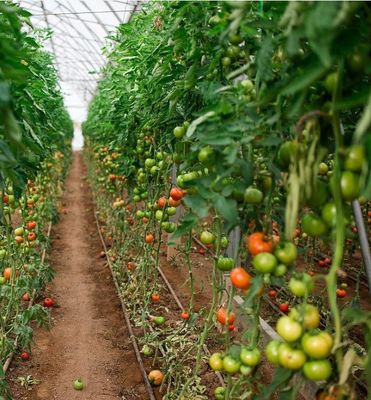 Estufa de filme de arco duplo para o crescimento de pepinos