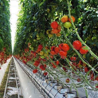 Estufa de filme de arco duplo para o crescimento de pepinos