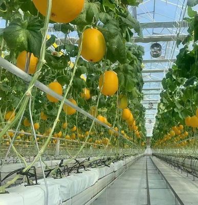 Método de cultivo hidropônico PC Folha de jardim Flor de luz solar Estufas para Canadá Área