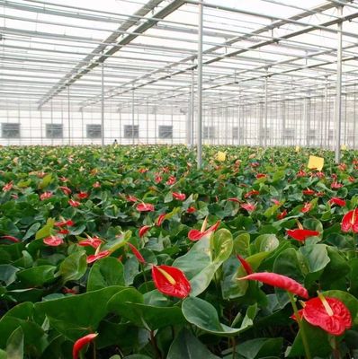 Método de cultivo hidropônico PC Folha de jardim Flor de luz solar Estufas para Canadá Área