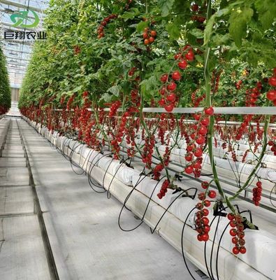 Estufa de duas camadas para o cultivo de tomate 20GP Pacote Tamanho 12,09cm * 2,35cm * 2,39cm