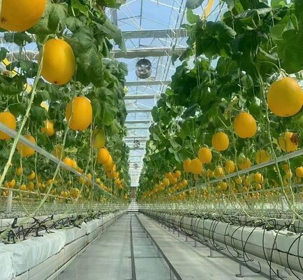 Estufa de duas camadas para o cultivo de tomate 20GP Pacote Tamanho 12,09cm * 2,35cm * 2,39cm