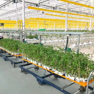JX-H0062 Dimensões personalizáveis Estufas hidropónicas de cultivo de pepino