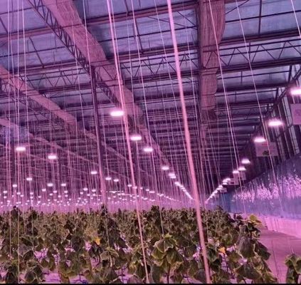JX-H0062 Dimensões personalizáveis Estufas hidropónicas de cultivo de pepino