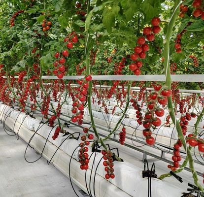 JX-H0062 Dimensões personalizáveis Estufas hidropónicas de cultivo de pepino