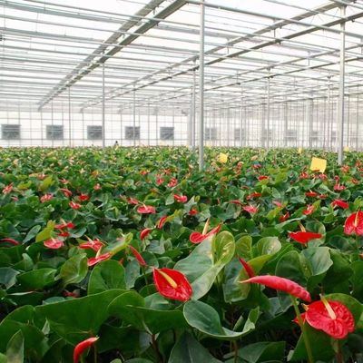 Sistema de prevenção de nevoeiro de retorno de 30 dias para a produção de flores em estufas de telhado arqueado