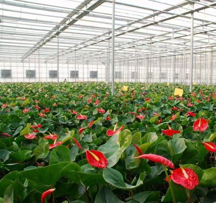 Construção de telhado arqueado Estufas de duplo arco para tomate e pimenta em moeda dos EUA