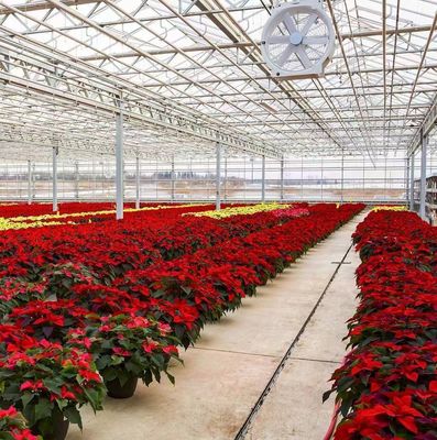 Construção de telhado arqueado Estufas de duplo arco para tomate e pimenta em moeda dos EUA