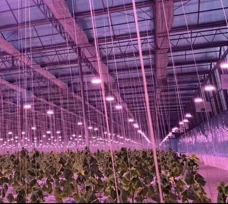 Construção de telhado arqueado Estufas de duplo arco para tomate e pimenta em moeda dos EUA
