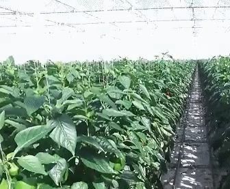 Construção de telhado arqueado Estufas de duplo arco para tomate e pimenta em moeda dos EUA