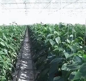 Estufa de película de duas camadas de Juxiang, única ou com várias estiradas, para produção de flores