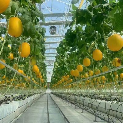 Estrutura de aço Estufas para produção de pimenta utilizando o método de cultivo hidropônico