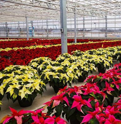 JX-H0068 Proposta de estufa de tecnologia antigotejamento para a personalização de flores e tomates