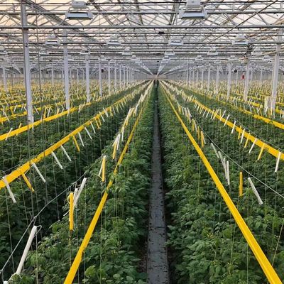 JX-H0068 Proposta de estufa de tecnologia antigotejamento para a personalização de flores e tomates