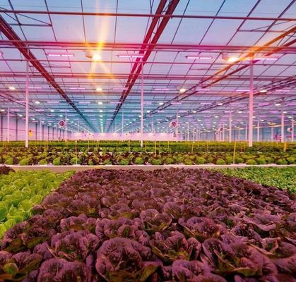 -Fabricação de estufas hidropônicas com tecnologia anti-gotejamento