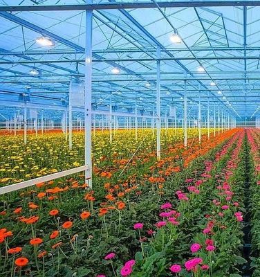 Estrutura de arco duplo - Estufas hidropónicas feitas para necessidades de produção de agricultura mista