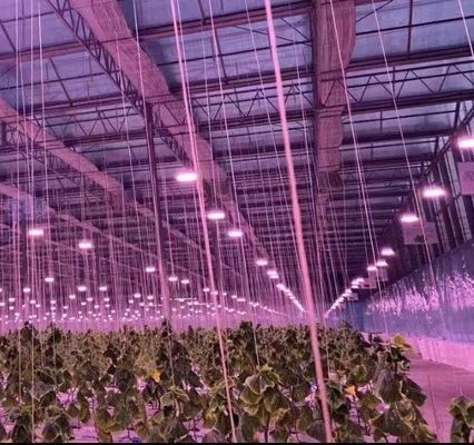 Estrutura de arco duplo - Estufas hidropónicas feitas para necessidades de produção de agricultura mista