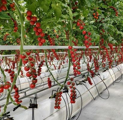 Estrutura de arco duplo - Estufas hidropónicas feitas para necessidades de produção de agricultura mista