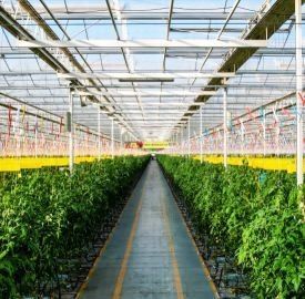 Frigorífico de película de dupla camada para cultivo de pimenta 12,09cm * 2,35cm * 2,39cm Tamanho do pacote