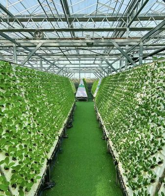 Frigorífico de película de dupla camada para cultivo de pimenta 12,09cm * 2,35cm * 2,39cm Tamanho do pacote